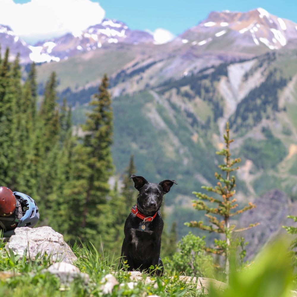 a dog resting with a beautiful mountain scene in the background