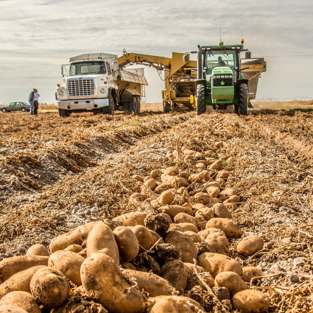 farm equipment in the field during potato harvest